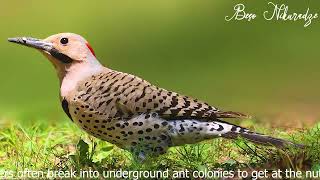 #Amazing #Northern #Flicker #Wildlife Photography: How to Take Great Pictures of #Animals and #birds