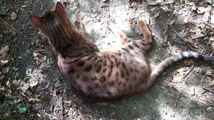Video 3892921: bengal leopard kitten, bengal leopard cat, spotted bengal kitten, golden bengal kitten, tiger