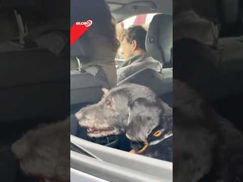 Video Ritrovato il cane Boro: era disperso nell'incidente tra treni in Spagna
