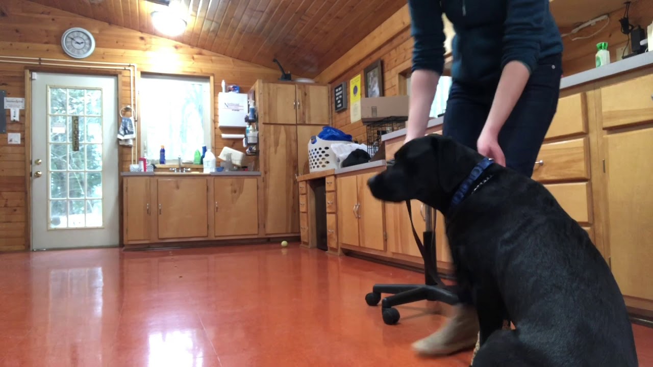 December 14 Clementine 2020 Delaware dog training