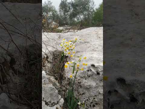 زهرة النرجس واحلامنا المنسية