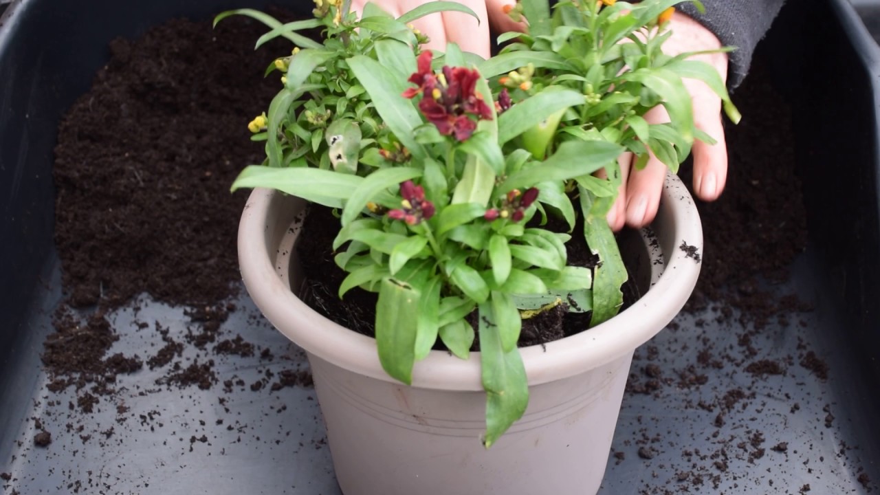 Making up a pot of wallflowers YouTube