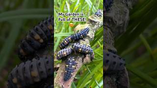 I STOPPED MOWING my lawn & 500 of THESE turned up!