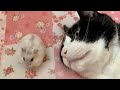 ハムスターの不思議怪奇行動⁉️🐭✨笑『かわいいハムスター💕』と『おもしろいハムスター🎵』🐭猫とハムスター【63】❤️🐾Hamster's mysterious behavior 🐭🐾