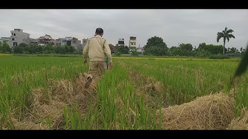 Hôm nay chúng đậm một bầy chim ae ơi, ae cần lưới cứ ới e. lh 0904669517