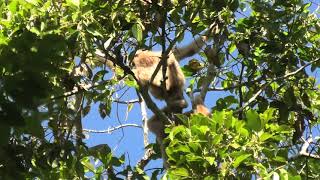 Listen to the Incredible Vocalizations of White-Handed Gibbons!