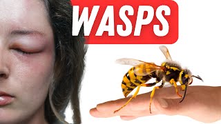 10 Facts About Wasps You Need To Know