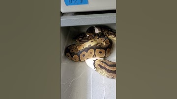 Clown Het Pied X Pied