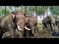 ช้างรวมตัวกันเยอะเขามาทำอะไรกัน????The elephants gathered, a team of (Baibun).