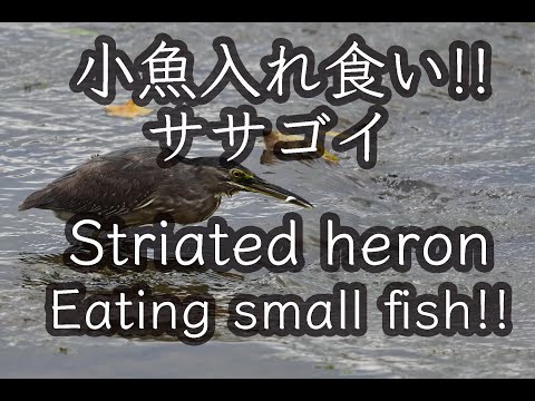 【石垣島動画野鳥図鑑】 ササゴイ 小魚入れ食い!! Striated heron Eating small fish!!