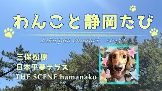THE SCENE hamanako わんこと静岡