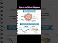 sperm and ovum with diagram with explanation#biomedical #humanbody #trending #doctor #shorts #viral.
