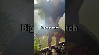 Big carp catch last session #angling #feederfishing #fishing #carpfishing #viral #fishinggear
