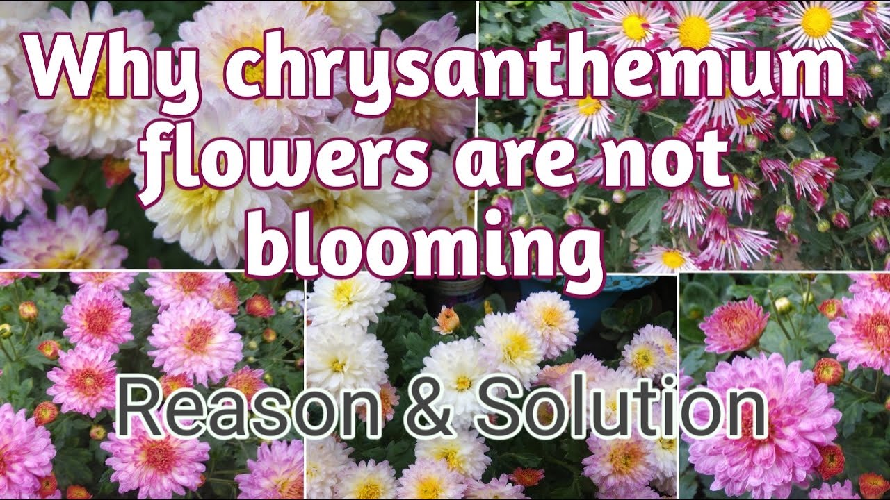 What is the reason for not making flowers and buds in Chrysanthemum and