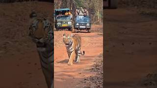 Tiger spotted at Tadoba Andhari Tiger Reserv Chandrapur Maharashtra #tadoba