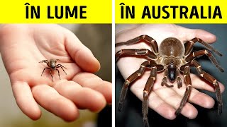 De ce sunt insectele din Australia atât de mari?