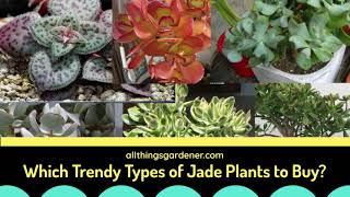 Which Trendy Types Of Jade Plants To Buy? Start Your Jade Plants Collection Now