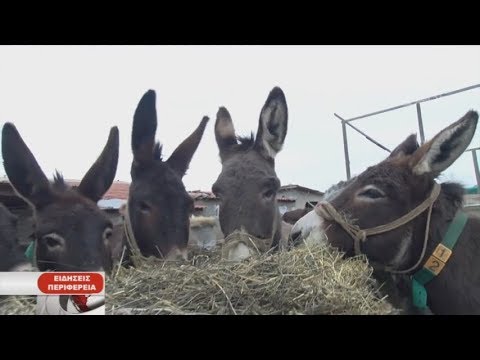 Βίντεο: Χαρακτηριστικά της χρήσης γαϊδουριών ως εργατικού δυναμικού