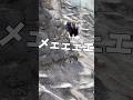 ヤギと旦那