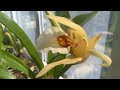 Цветение орхидеи целогина (Coelogyne lawrenceana)