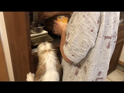 鮮度が命 【プチバセの子犬】