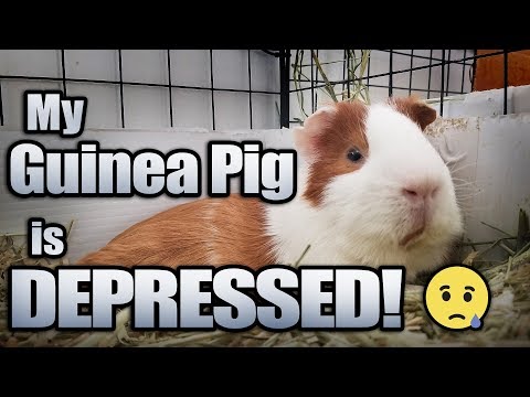 can guinea pigs die of depression