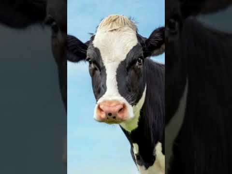 صدای گاو Cow Sound