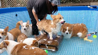 웰시코기 대가족의 남다른 목욕 스케일🛁ㅣ 8코기네 거품목욕 ㅣ Welsh corgi large family unique bath method :)