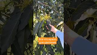 Авокадо из косточки через 7 лет! Уже Урожай!