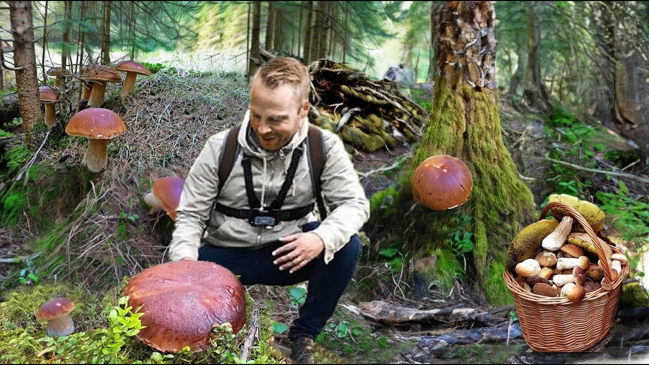 Гигантские грибы продолжают расти! Грибы 2023 Красивые большие грибы. Экстремальный сбор грибов