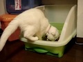 トイレを監視!自宅警備猫【スコティッシュフォールド】
