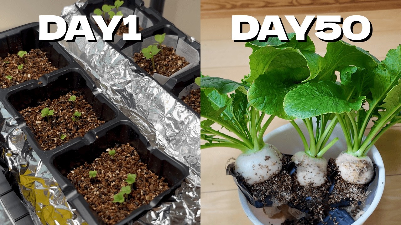 「子カブはこう育つ...!」50日間の水耕栽培 完全記録