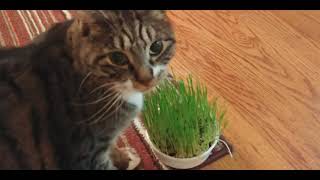 Smartykat Sweet Greens Review