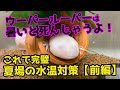 ウーパールーパーは暑いと死んじゃう！夏場の水温対策はこれで完璧！クーラー設置で楽して夏場を乗り越える♪しょうきち前編