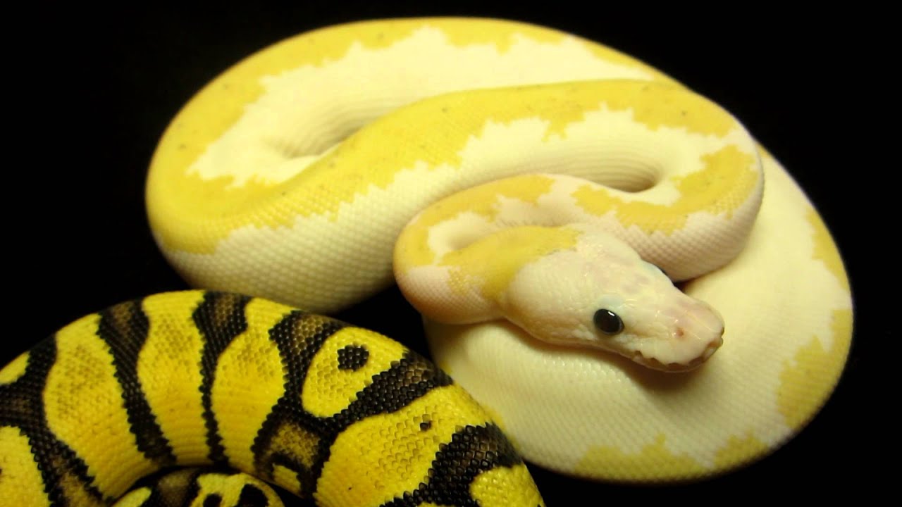 rat snakes in alabama Brian Gundy Shares a Couple Of New Snakes