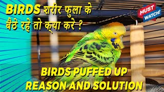 Birds Puffed Up feather Treatment | Birds Feather puffed up reasons and solution | Happy Budgies