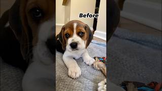 #dog #beagle #puppy #beagleboy #beagledog #pets #beaglepup #cute #funny #funnydog #funnyvideo