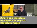 Кухня по заявкам | Запечённая перепёлка на подушке из капусты. Перепёлка табака | Илья Лазерсон