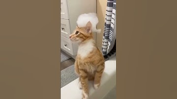 try this sound for a hundred new subscribers #shortsfeed