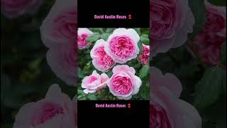 David Austin Roses 