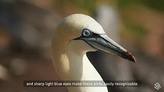 Behind the Lens: Following the Call of Northern Gannets on Bonaventure Island