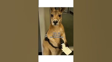 Me with basics🥲 #htmlcssjs #java #springboot #angularjs  #nodejs #viral #memes#shorts#webdevelopment