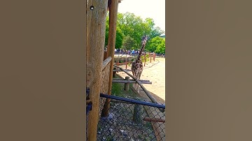 Giraffe Sound-Actual Sound-Foreign #shortsfeed #shorts