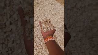 Video link 👆🏻|Mauritania 🇲🇷 దేశంలో ఇంటి నిర్మాణంలో గవ్వలు ఉపయోగిస్తున్నారు #teluguvlogs #Africa