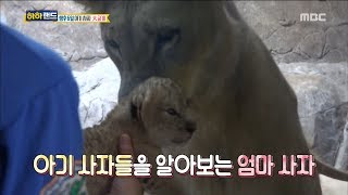 [Haha Land] 하하랜드 - Baby lions who met your mother 20170823