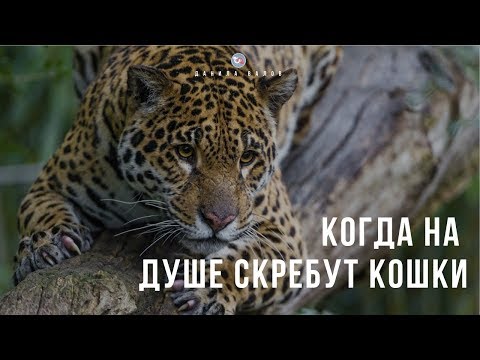 Когда на душе кошки скребут