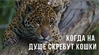 Видео Когда на душе кошки скребут (автор: Данила Валов)