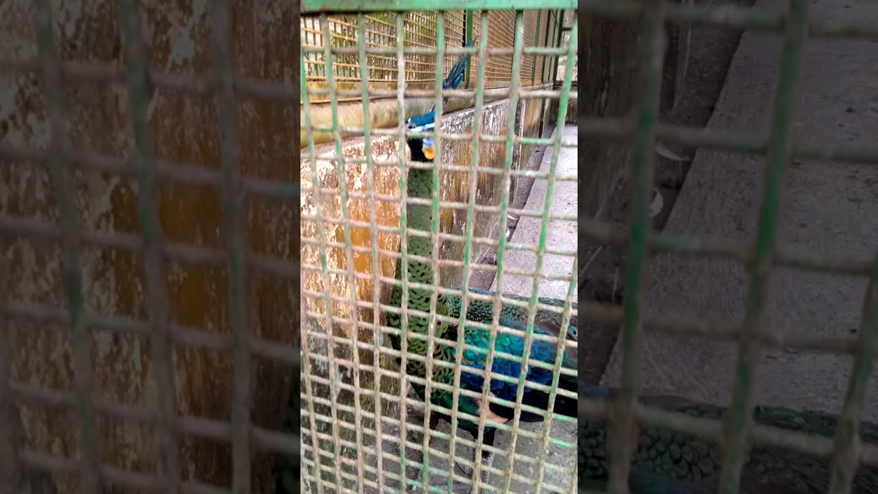 Burung merak hijau 