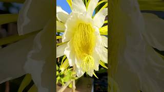 Beautiful Flowers #Flowers #Shorts #For You #Viralvideo #Youtubeshorts #Viral