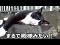 【夏の思い出】上野恩賜公園の白黒ネコ【扇子にあおがれ殿様気分♪】｜The black cat in the Ueno Onshi Park in 2015